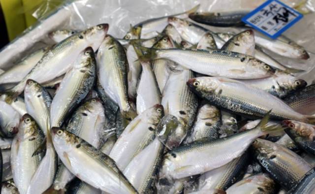 日本で高級魚のヒラメ 韓国ではそうでもない 韓国の刺身はどう モンモンイのある日